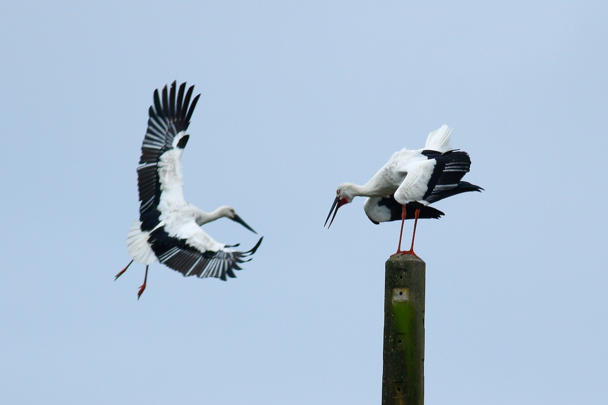 Oriental Stork - ML409196141