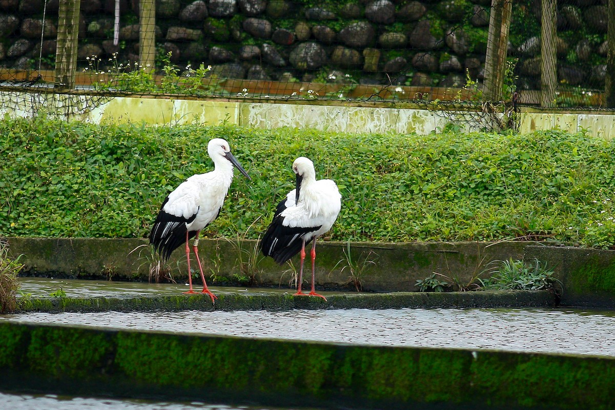 Oriental Stork - ML409196181