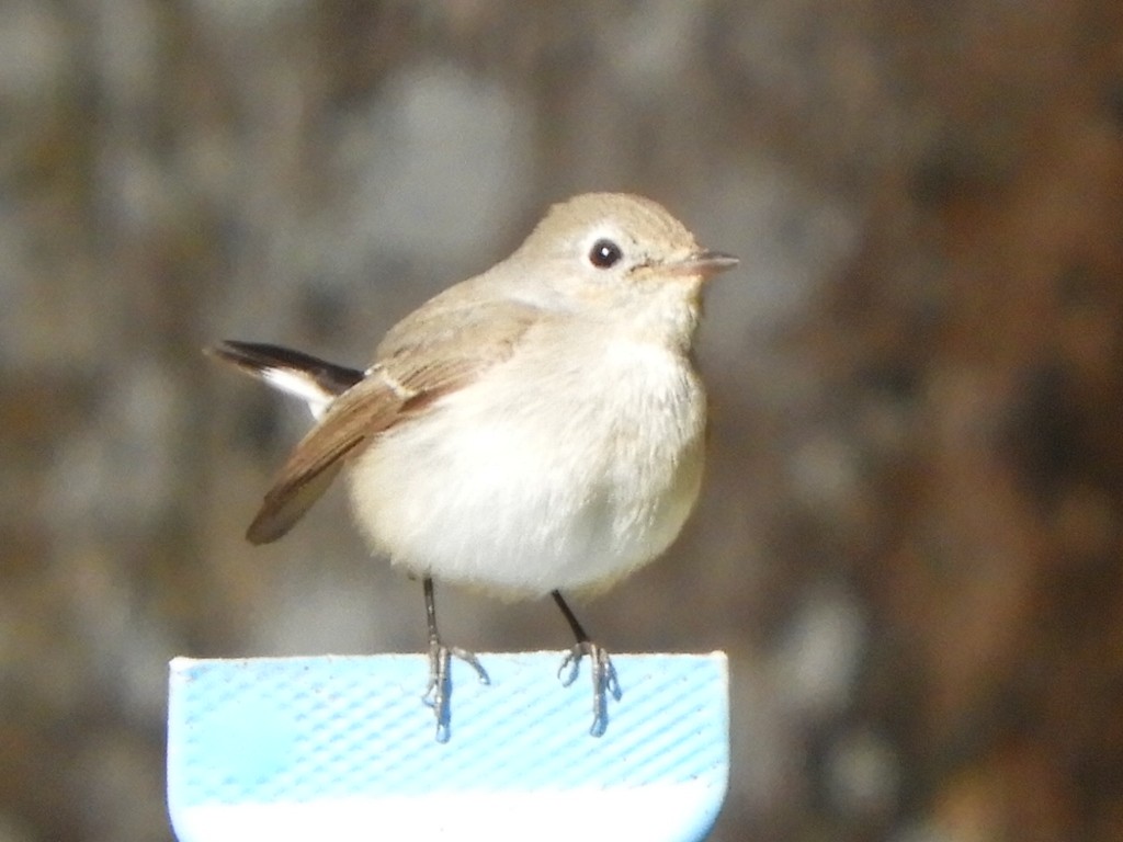 Taiga Flycatcher - Gerald Moore