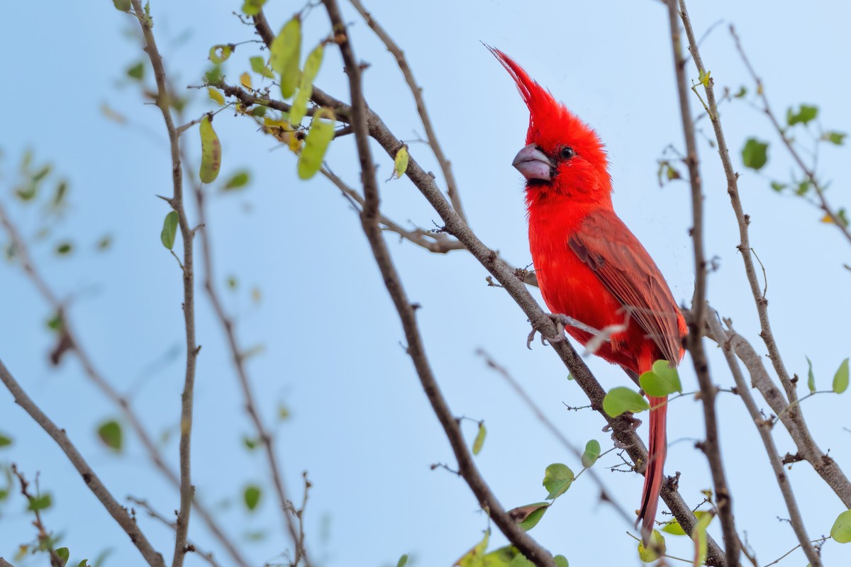 Vermilion Cardinal - Phil Chaon