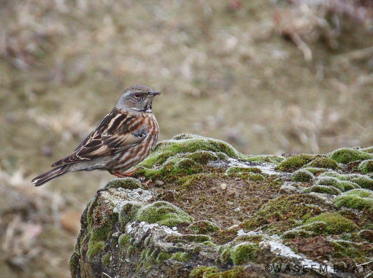 Altai Accentor - Waseem Bhat