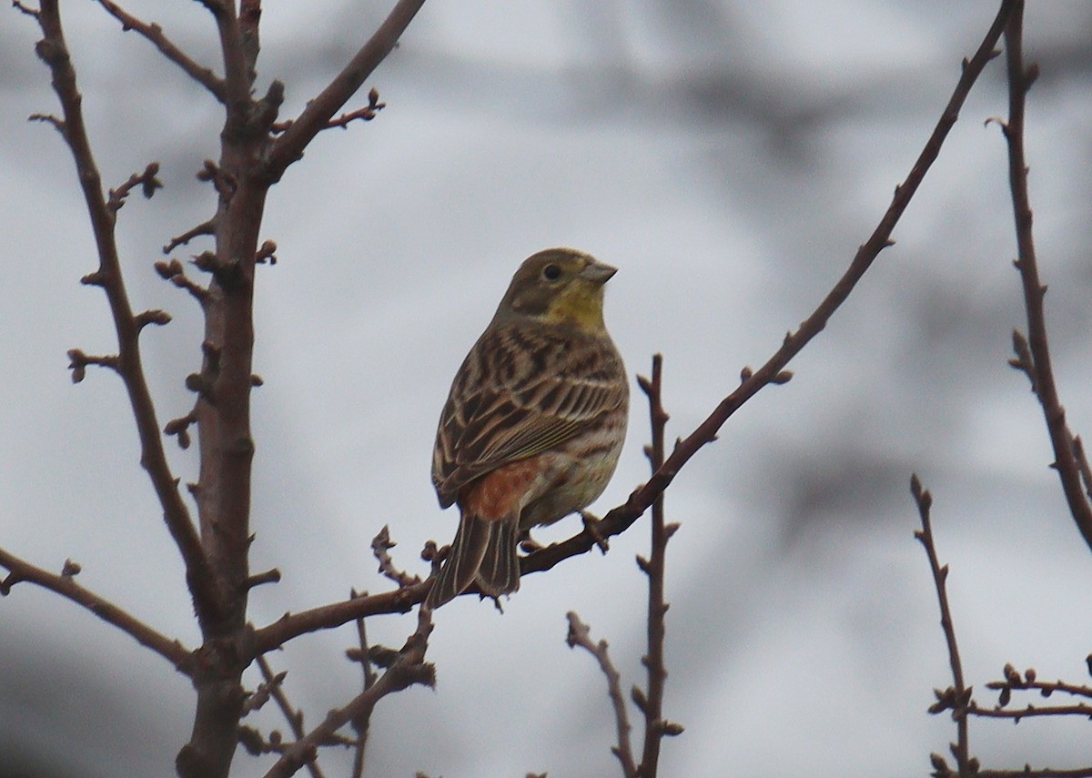 Yellowhammer x Pine Bunting (hybrid) - ML409199071