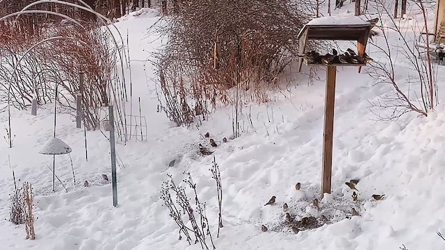 Evening Grosbeak - ML409199671