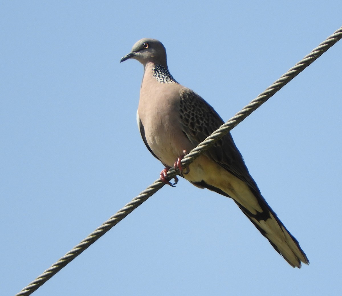 Spotted Dove - ML409199731