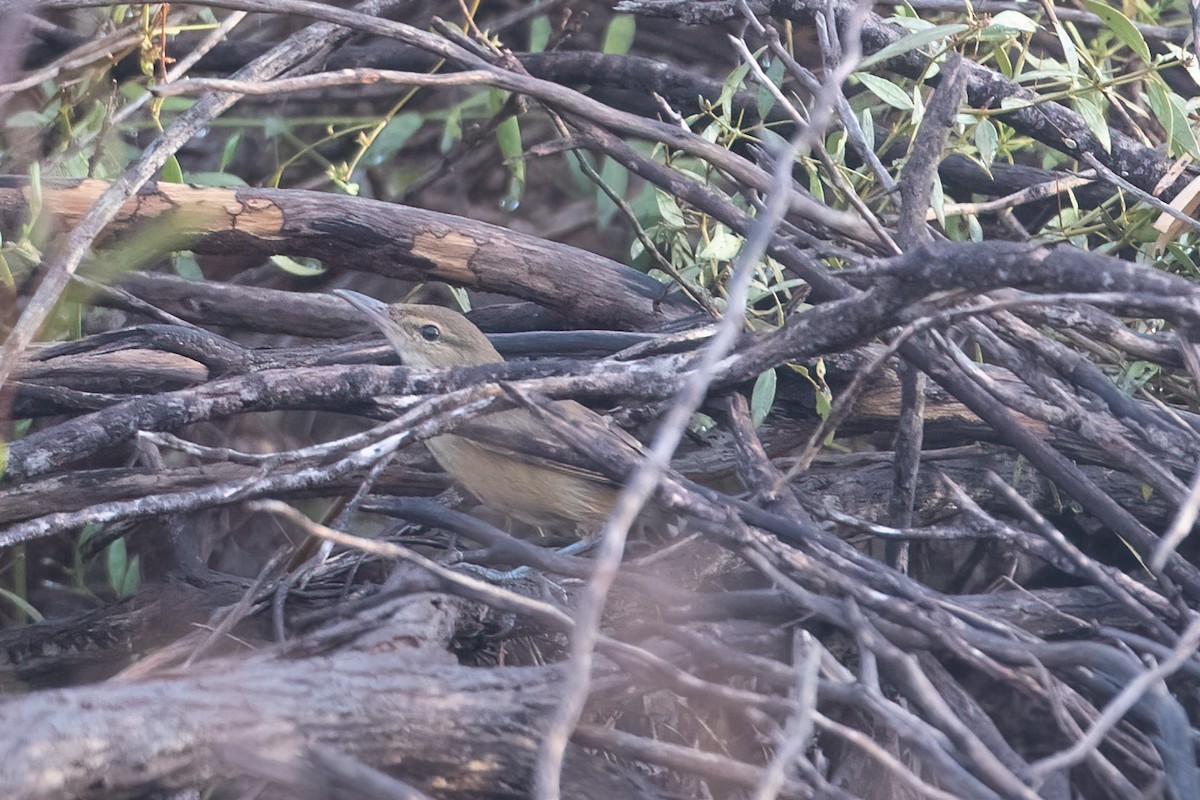 Australian Reed Warbler - ML409200221