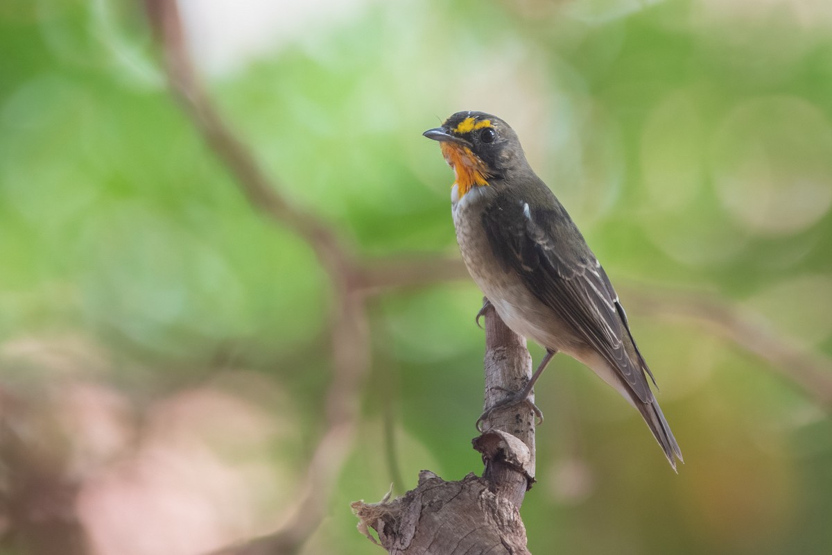 Narcissus Flycatcher - ML409201291