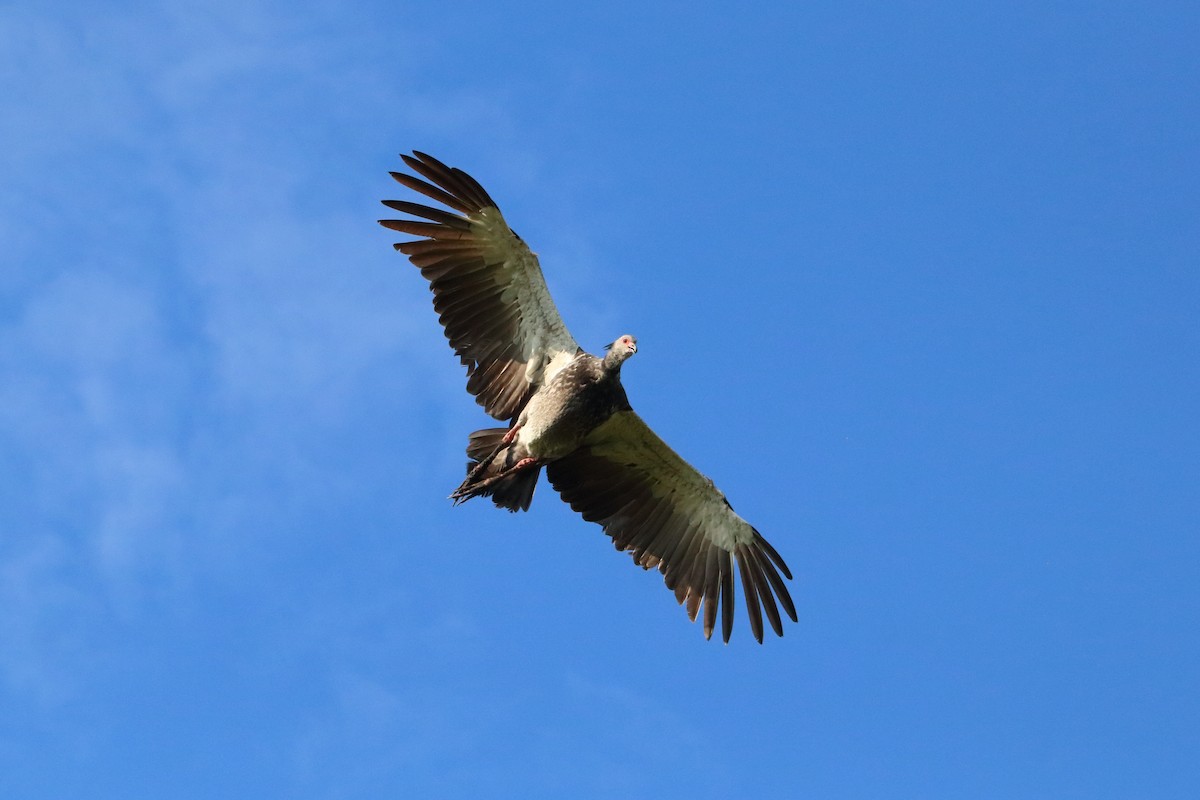 Southern Screamer - ML409201821