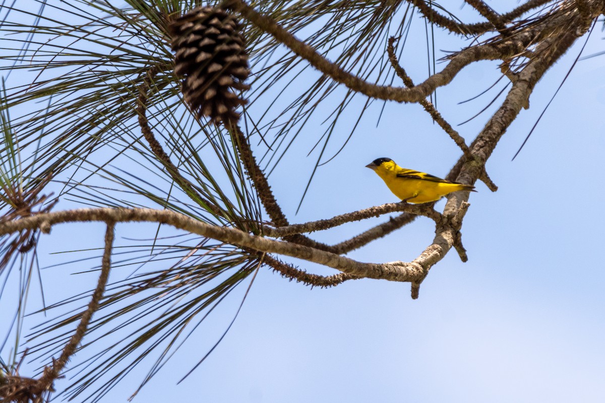 Yellow-faced Siskin - ML409202121