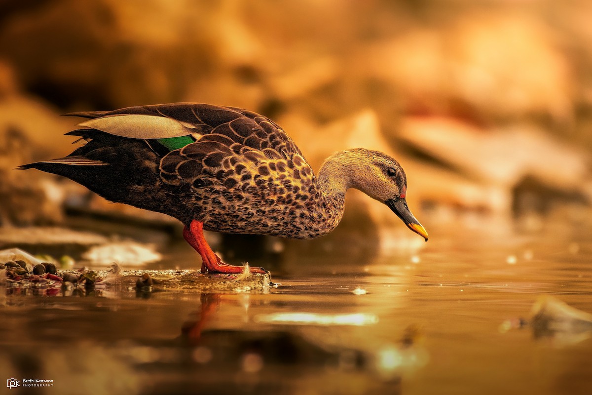 Indian Spot-billed Duck - Parth Kansara