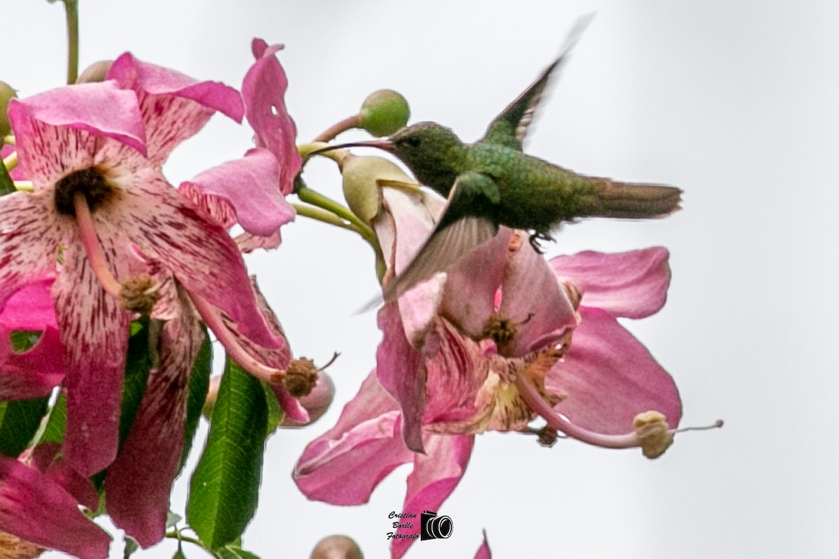 Gilded Hummingbird - ML409203961