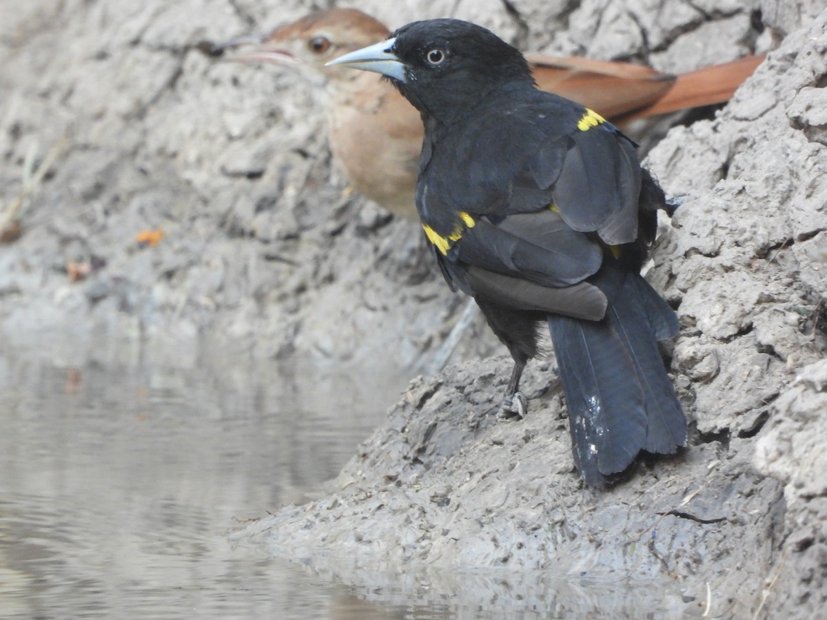 Golden-winged Cacique - ML409204001