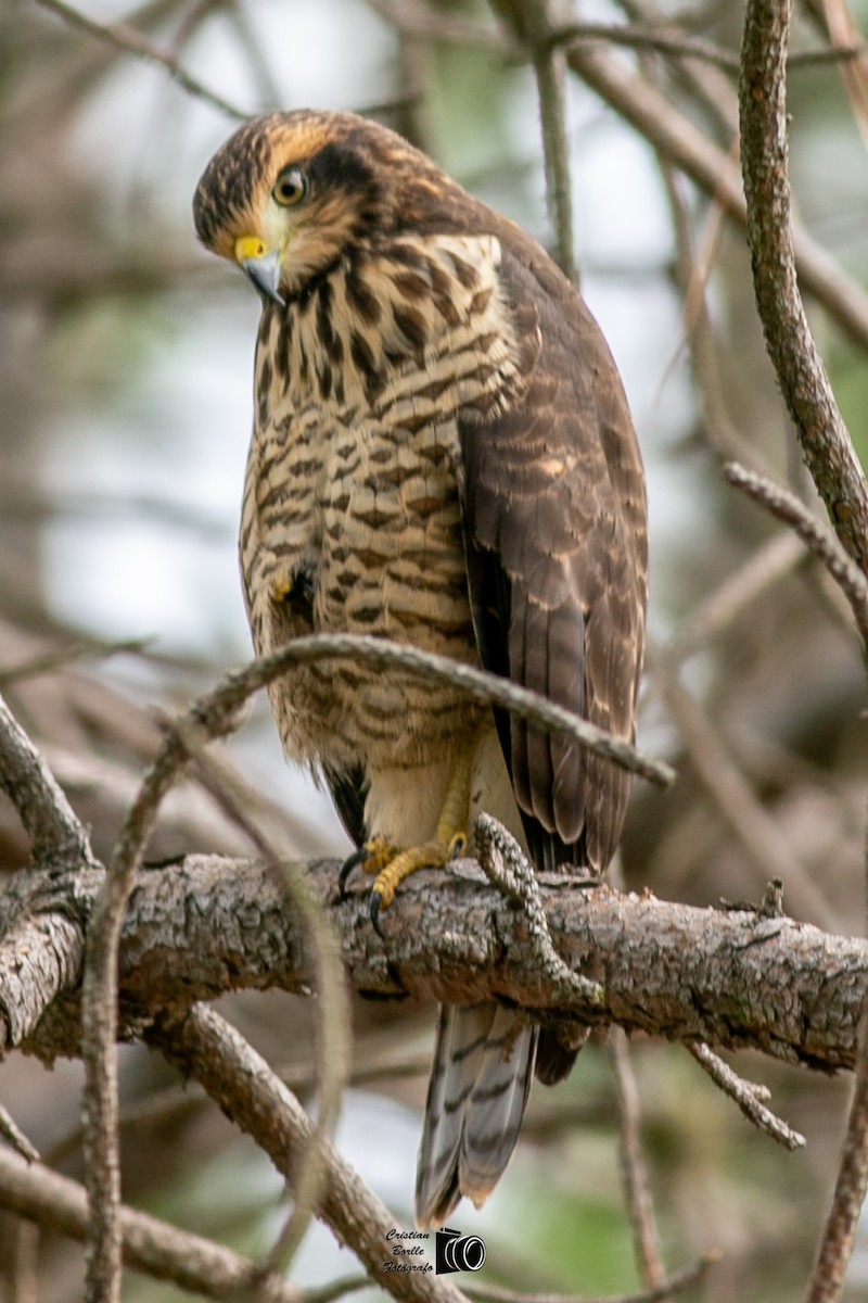 Roadside Hawk - ML409204391