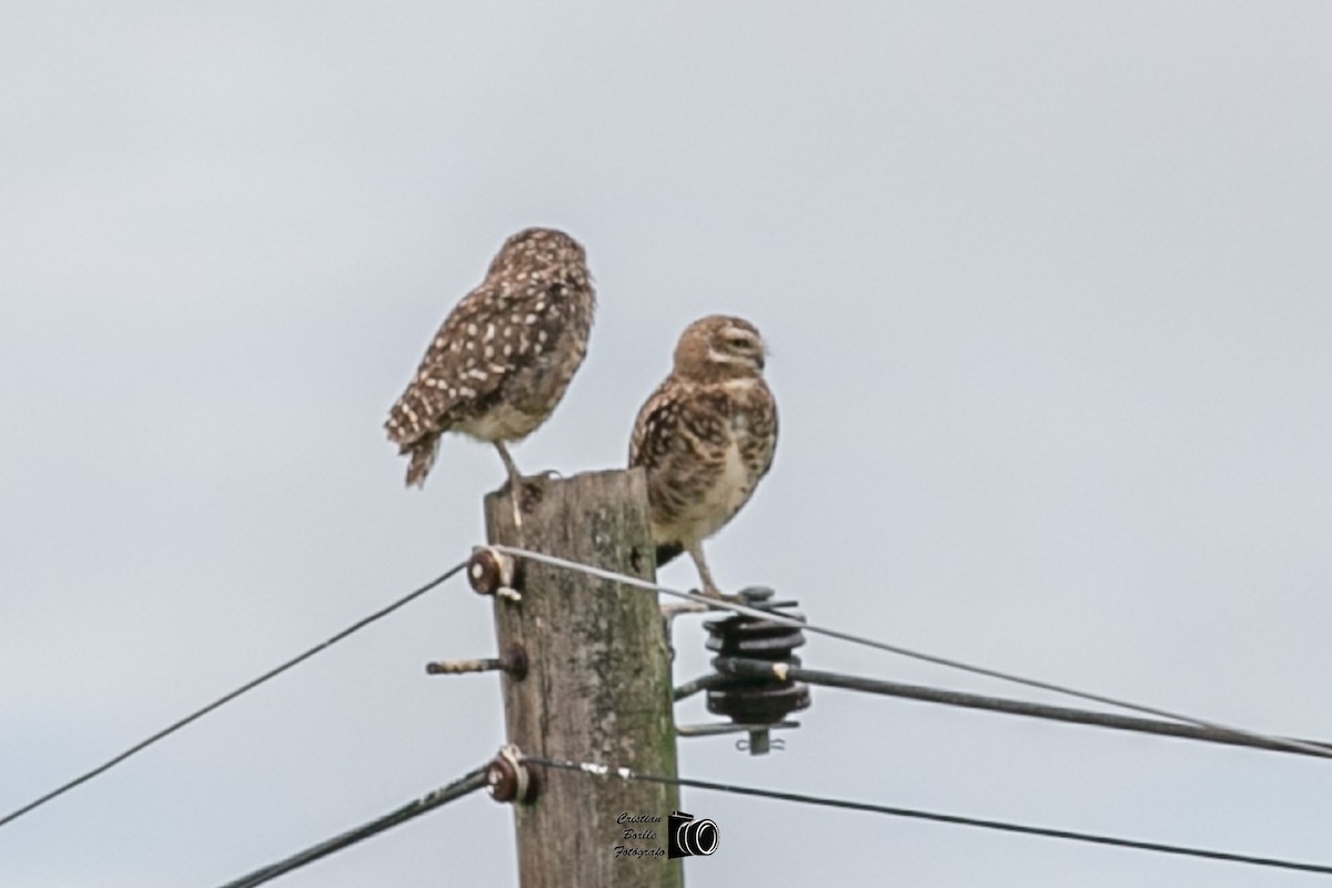 Burrowing Owl - ML409204521