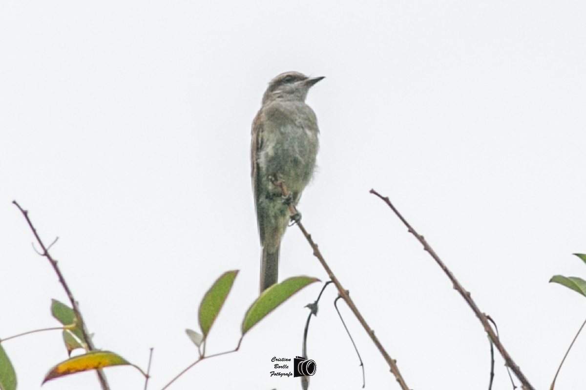 Crowned Slaty Flycatcher - ML409204651