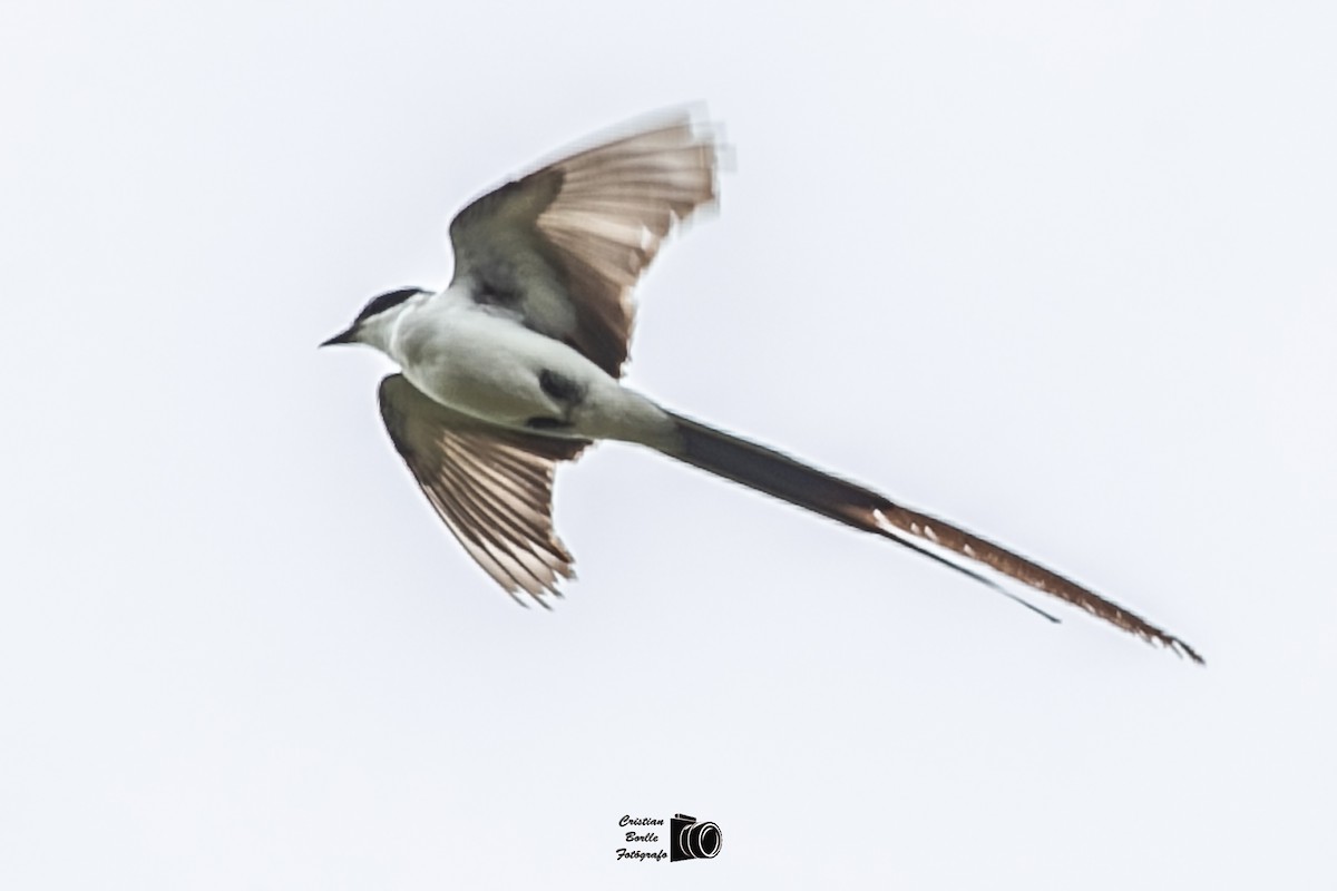 Fork-tailed Flycatcher - ML409204701