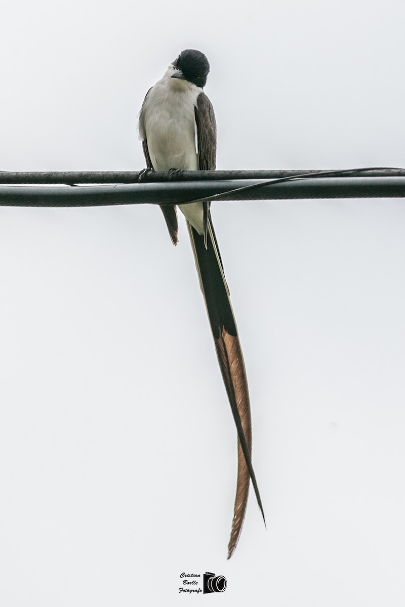 Fork-tailed Flycatcher - ML409204721