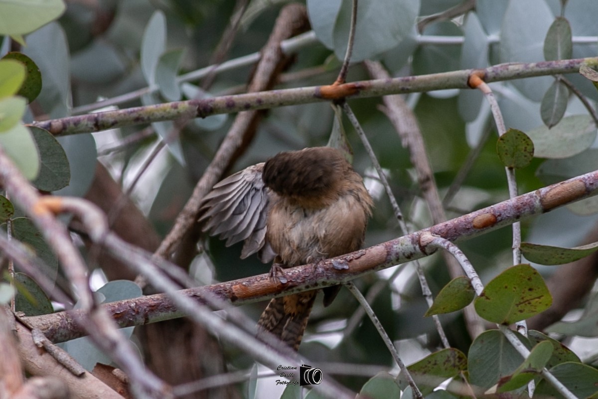 House Wren - ML409204971