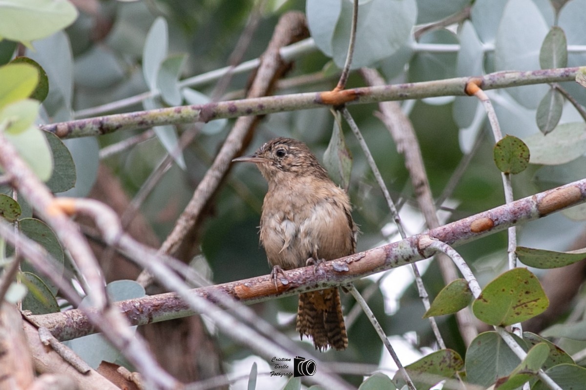 House Wren - ML409204981