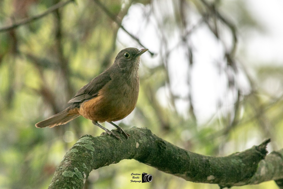 Rufous-bellied Thrush - ML409205191