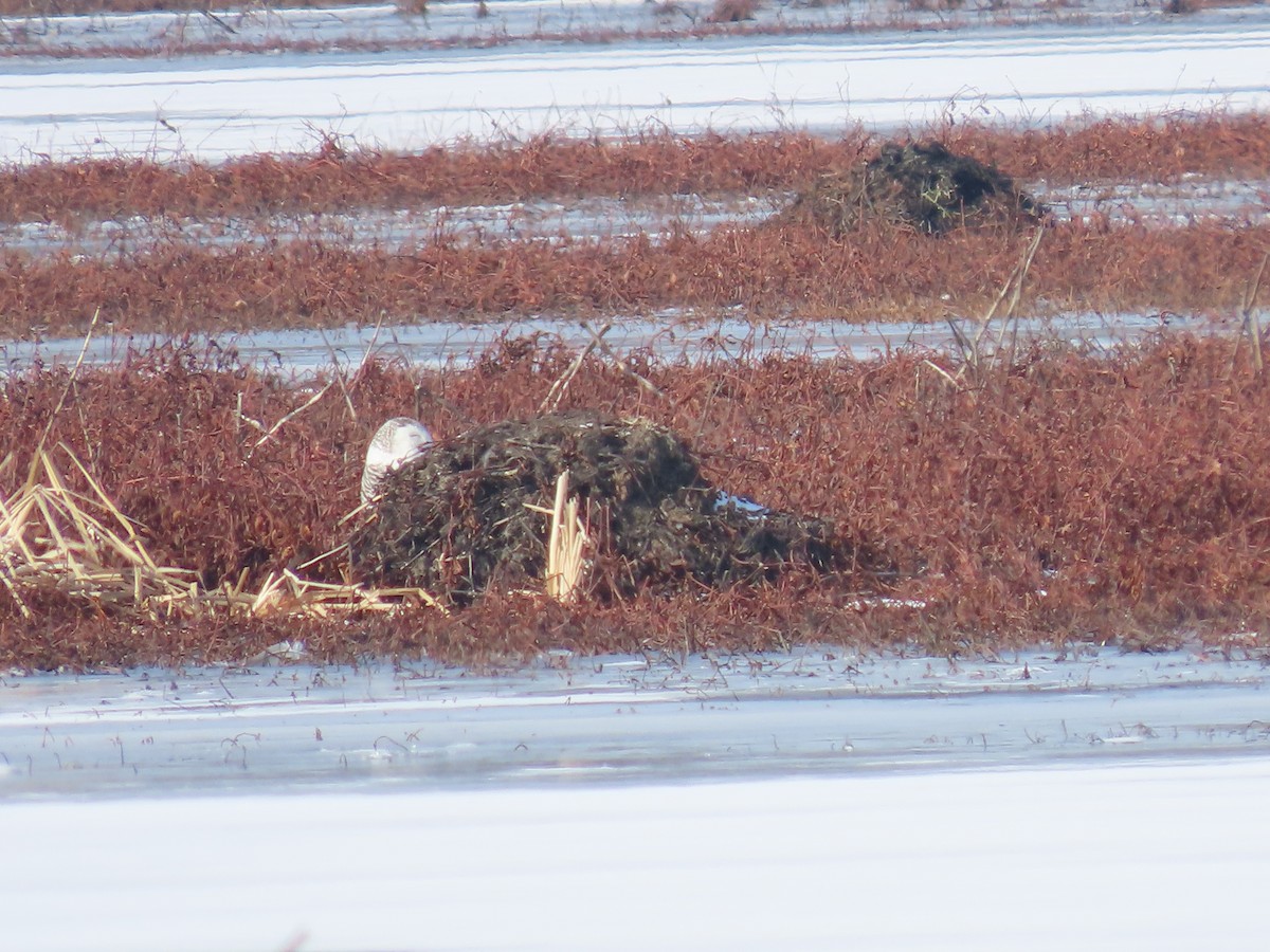 Snowy Owl - ML409205571