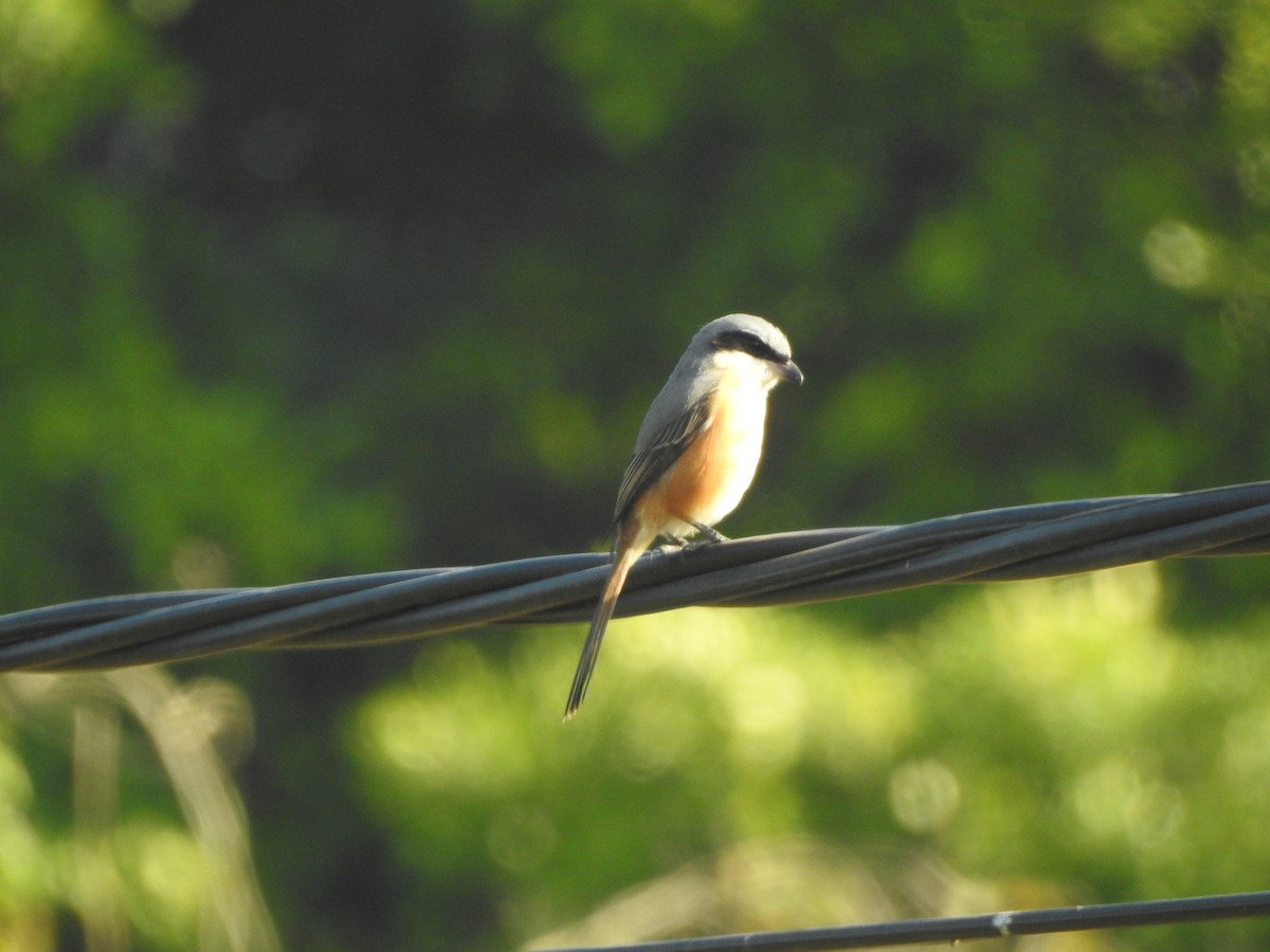 Gray-backed Shrike - ML409206031