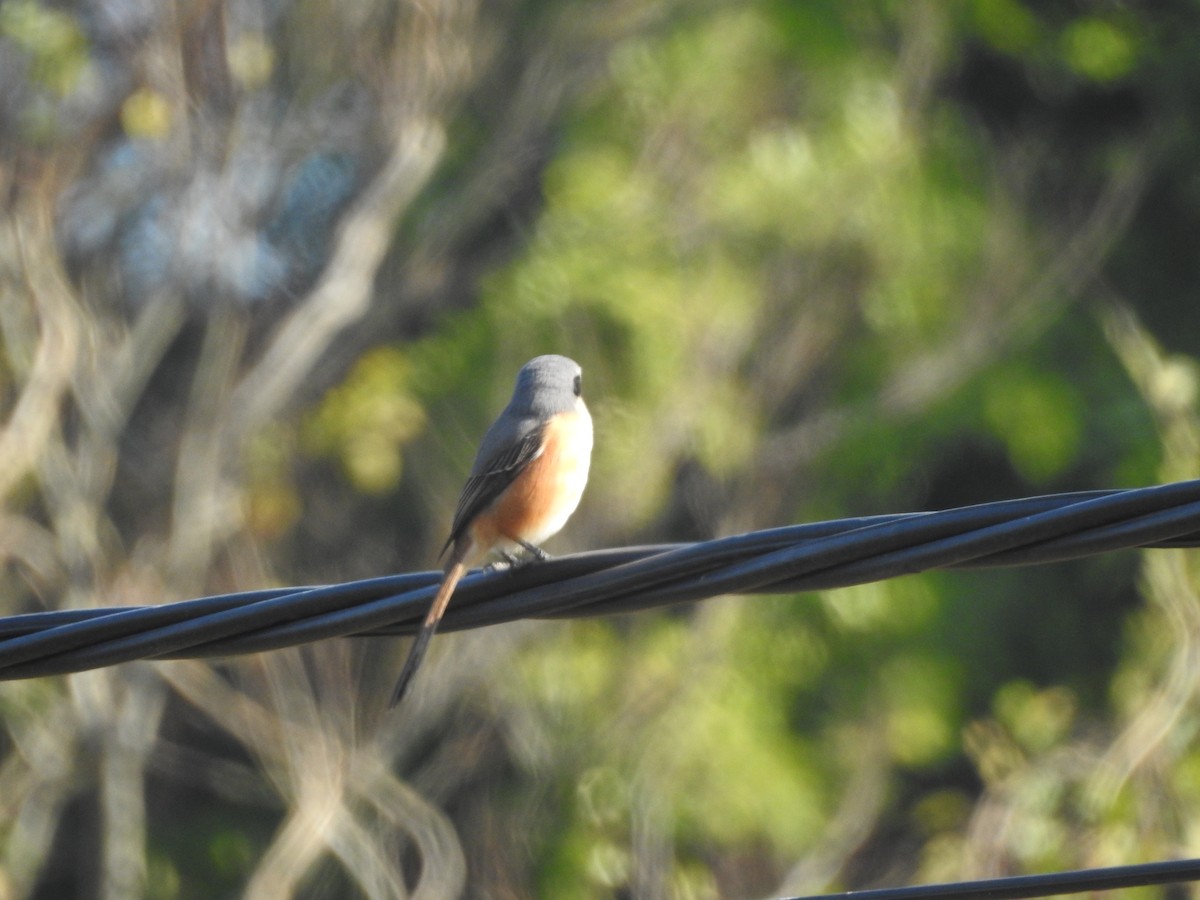 Gray-backed Shrike - ML409206121