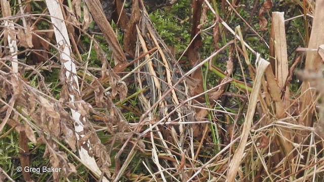 Jack Snipe - ML409206271