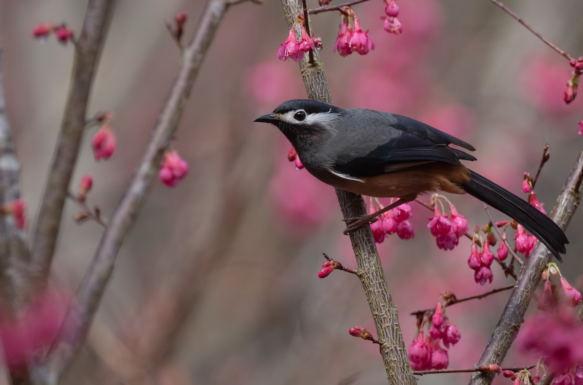 White-eared Sibia - Rui-Yang Ho