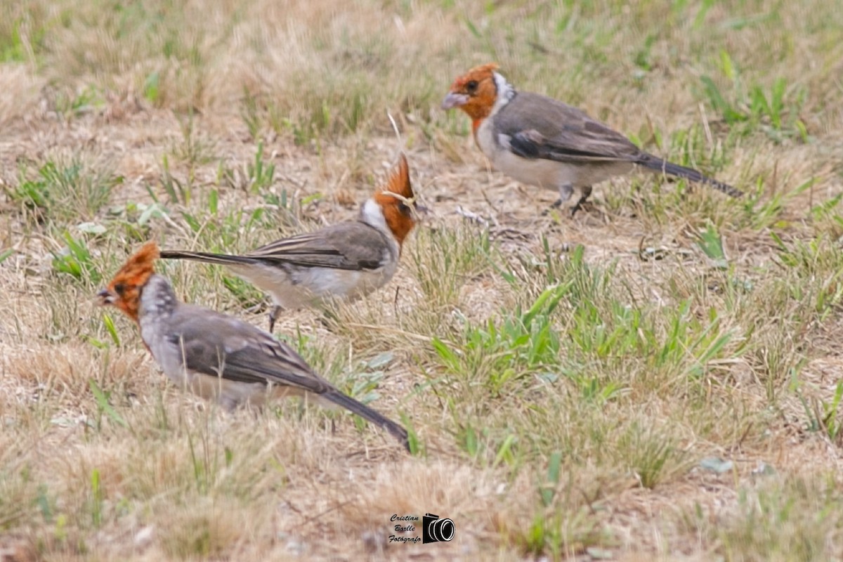 Red-crested Cardinal - ML409206791