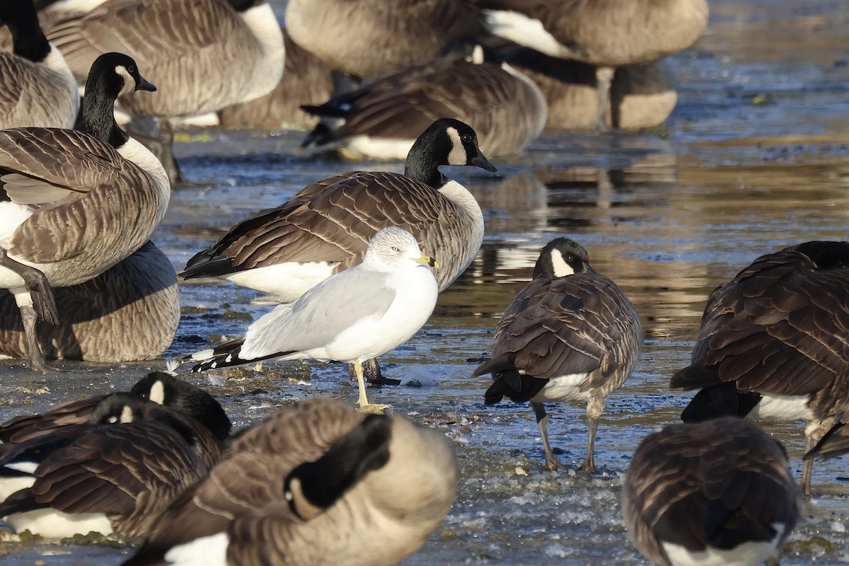 Ring-billed Gull - ML409206831