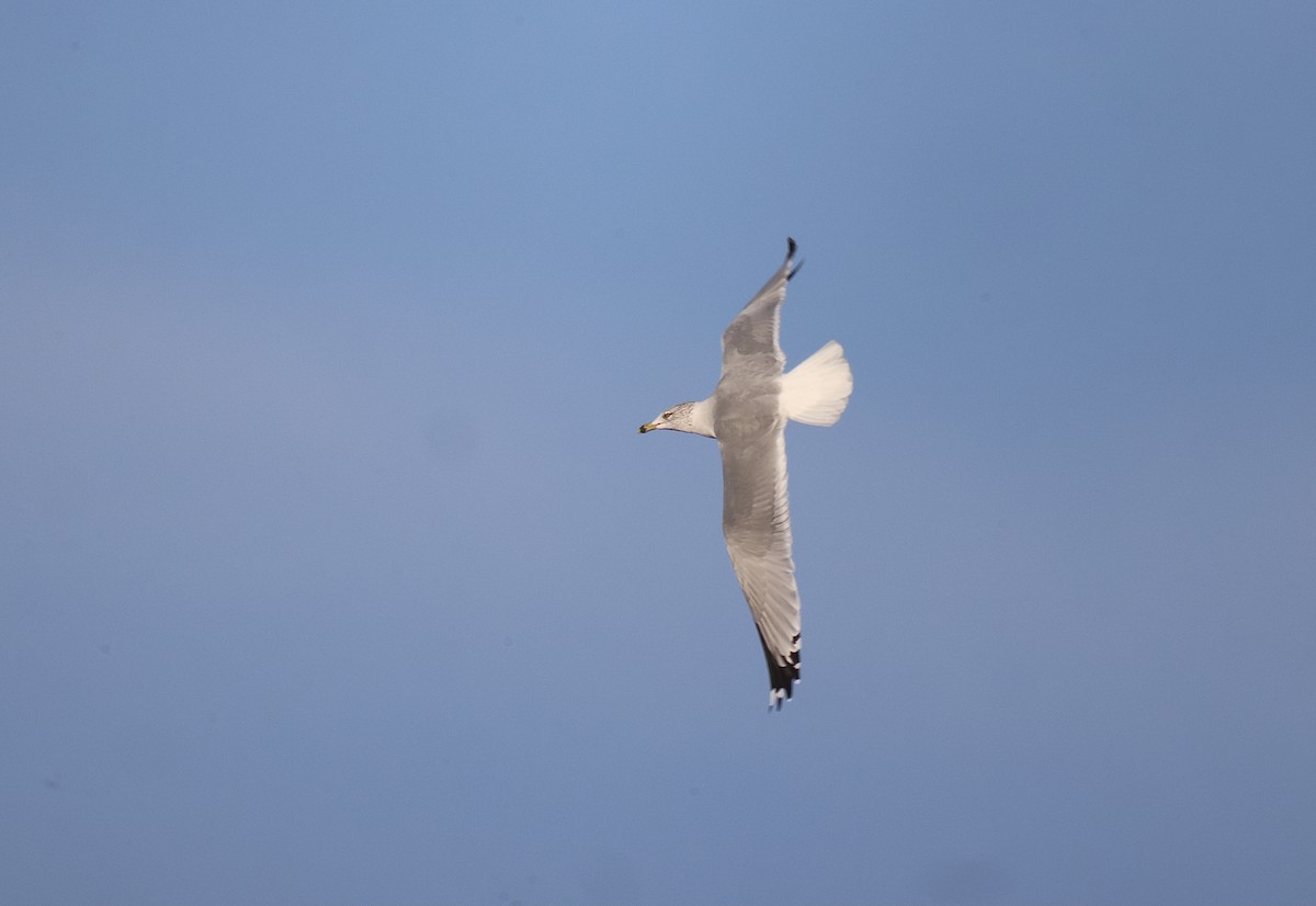 Ring-billed Gull - ML409206851