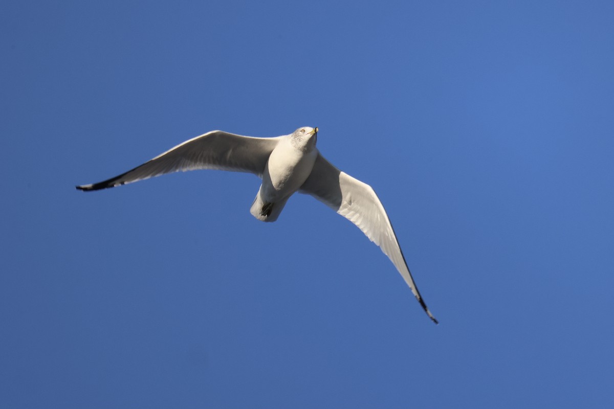 Ring-billed Gull - Andy Wilson