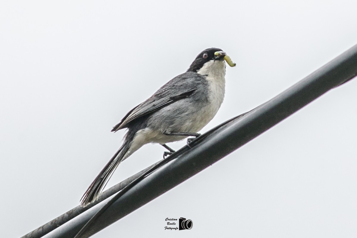 Black-capped Warbling Finch - ML409206991