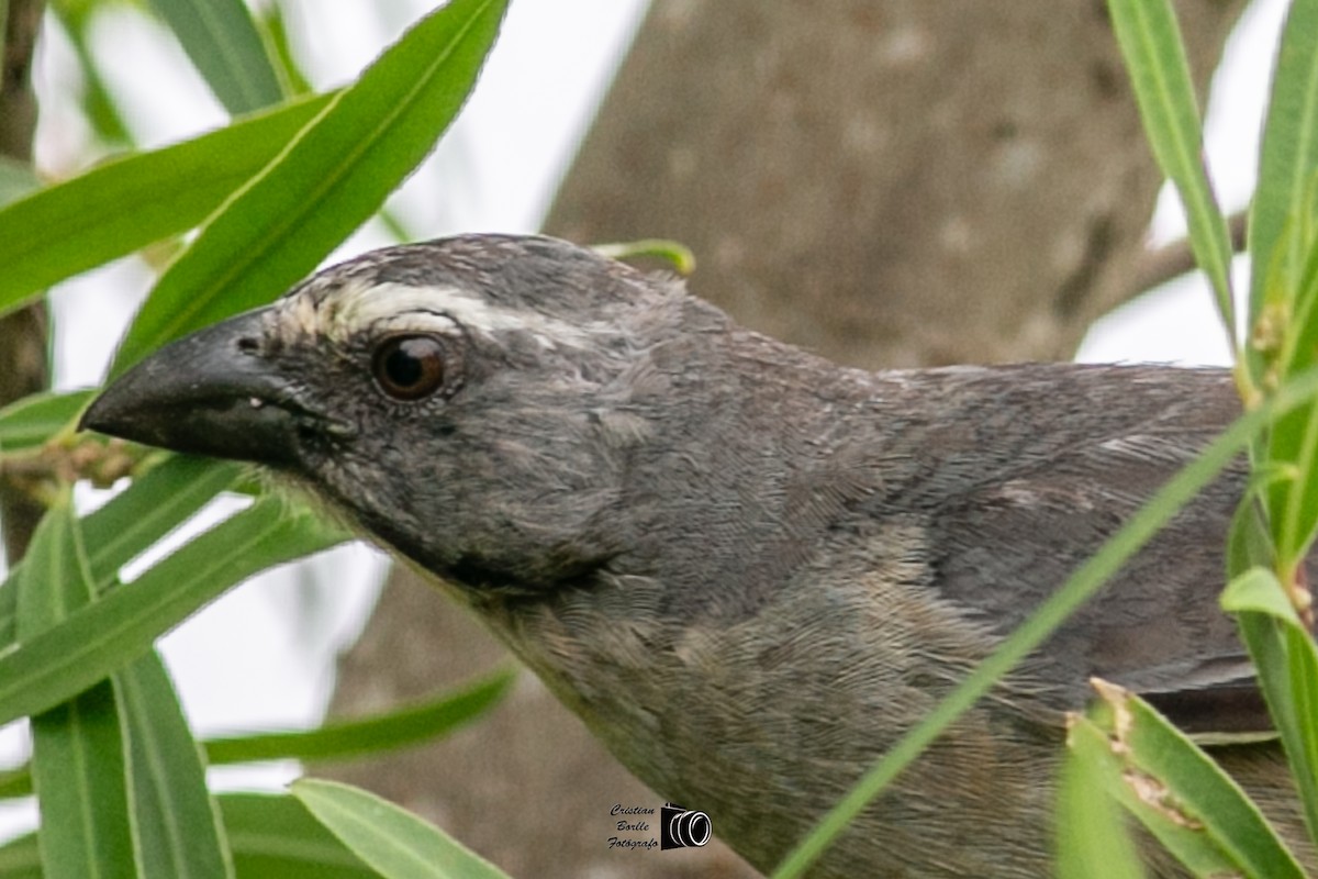 Bluish-gray Saltator - Cristián Víctor Borlle