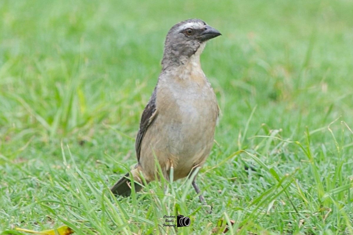 Bluish-gray Saltator - Cristián Víctor Borlle