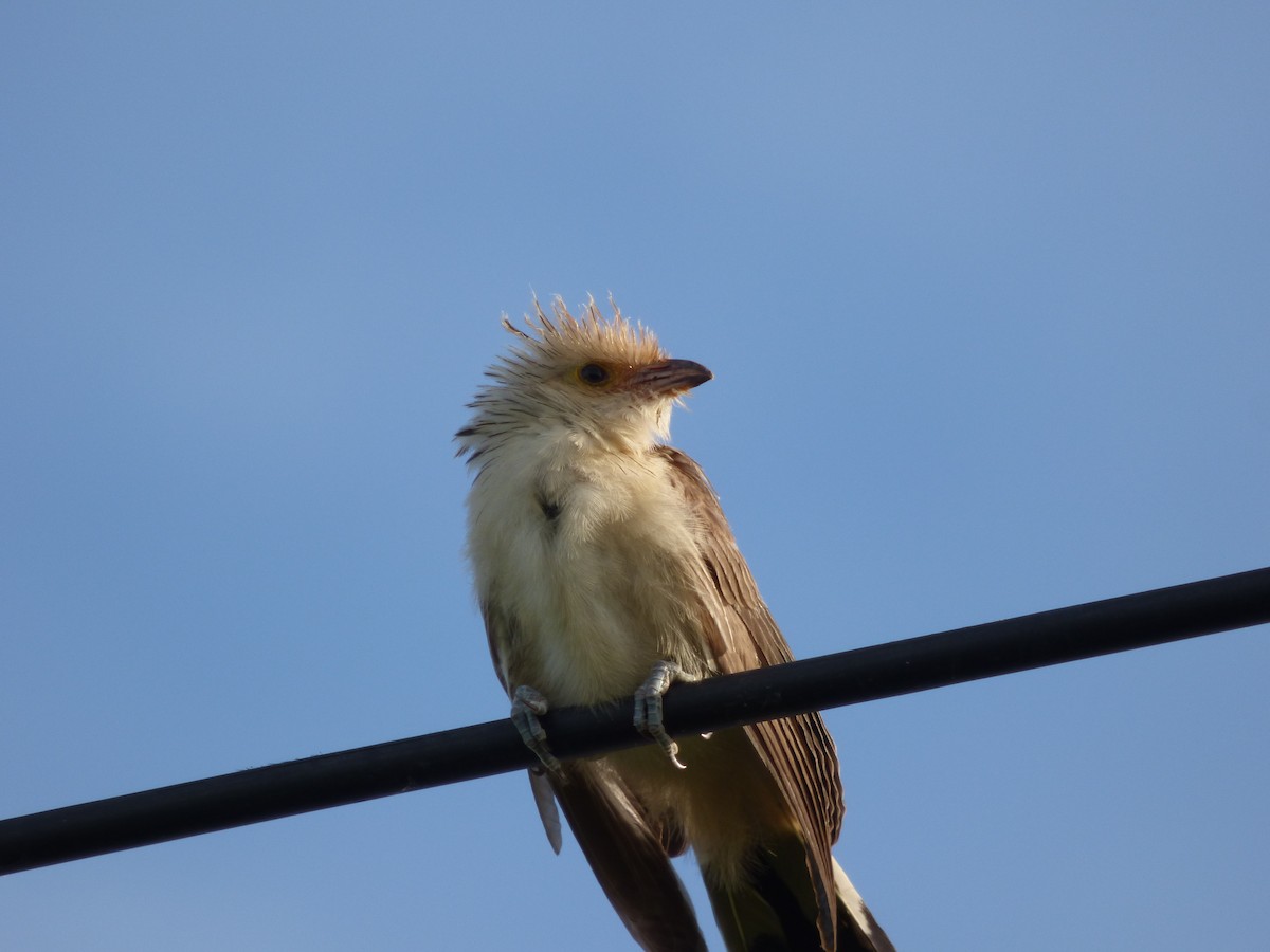 Guira Cuckoo - ML409207261