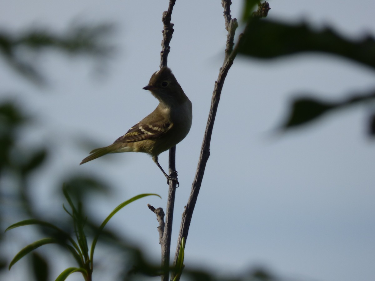 White-crested Elaenia - ML409207341