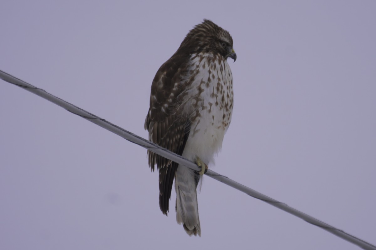 Red-shouldered Hawk - ML409207401