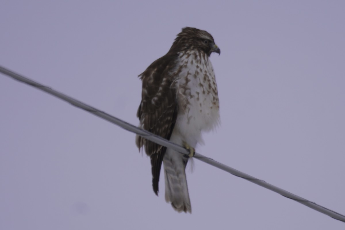 Red-shouldered Hawk - Greg Hertler