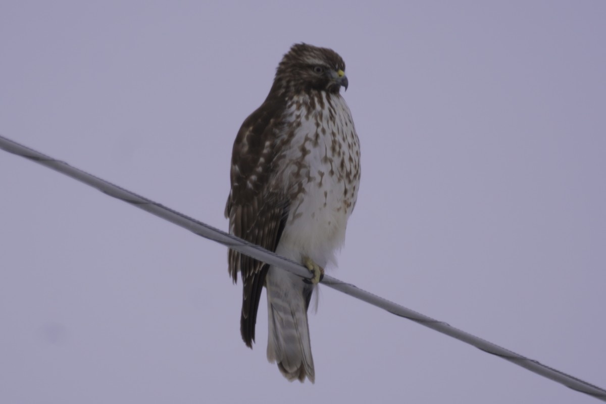 Red-shouldered Hawk - ML409207421