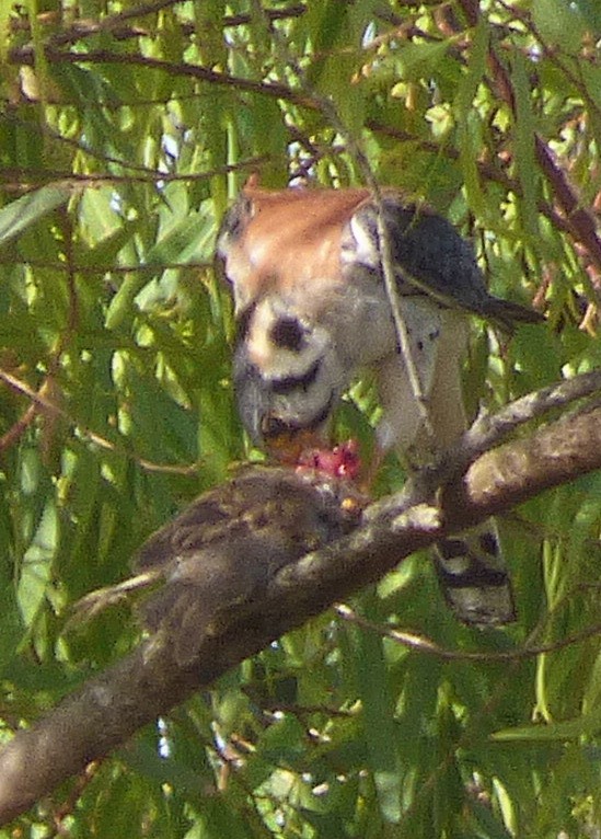 American Kestrel - ML409207431