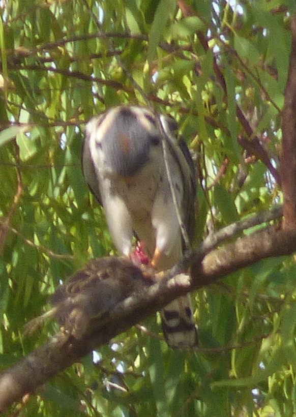 American Kestrel - ML409207441