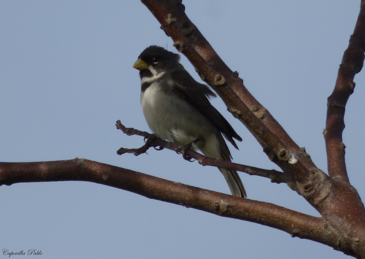 Double-collared Seedeater - ML409207791