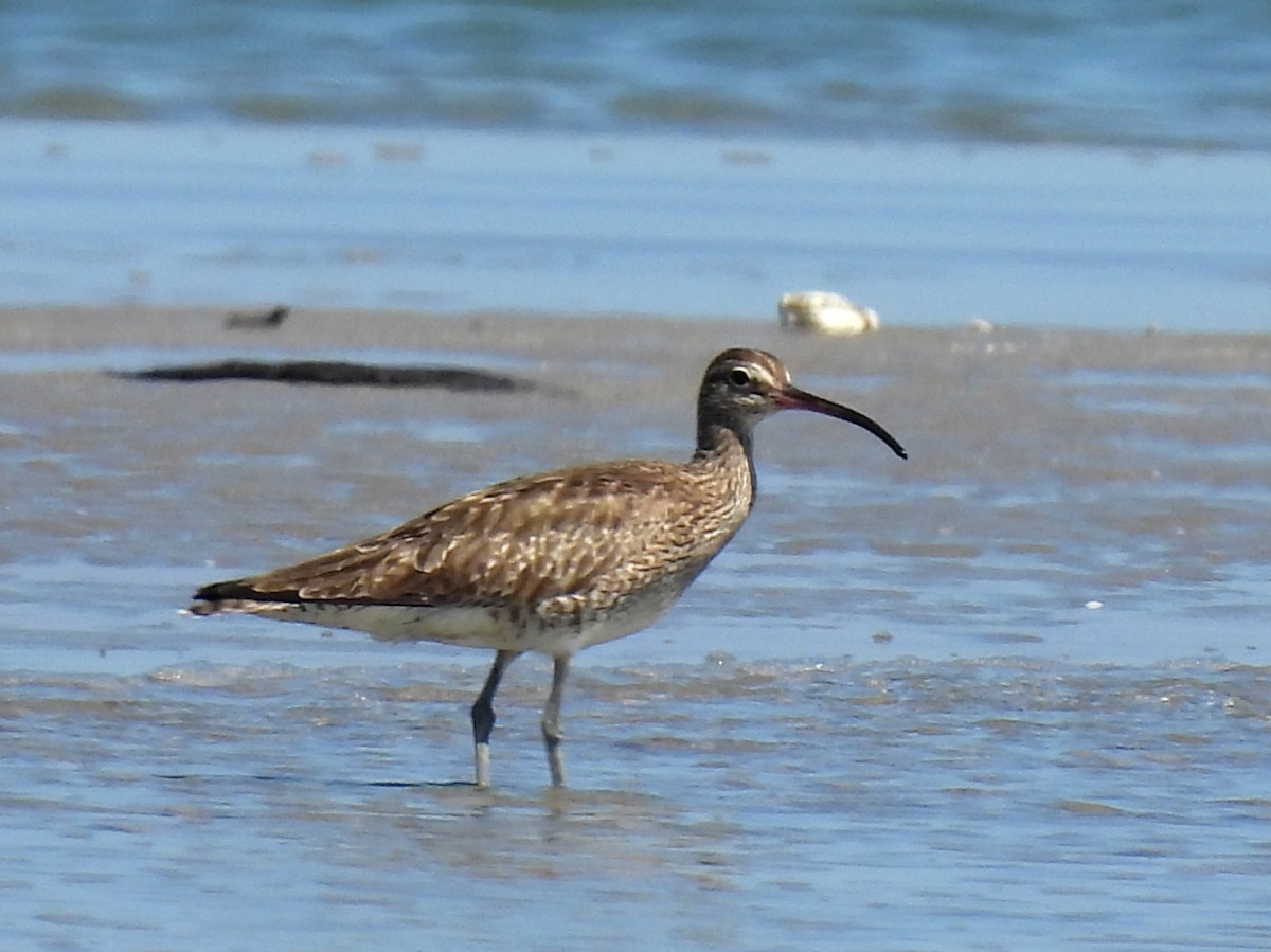 Whimbrel - ML409209601