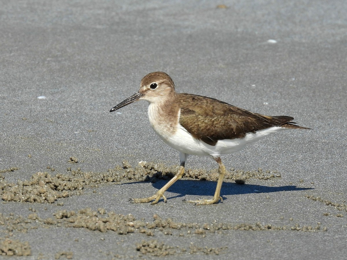 Common Sandpiper - ML409209801