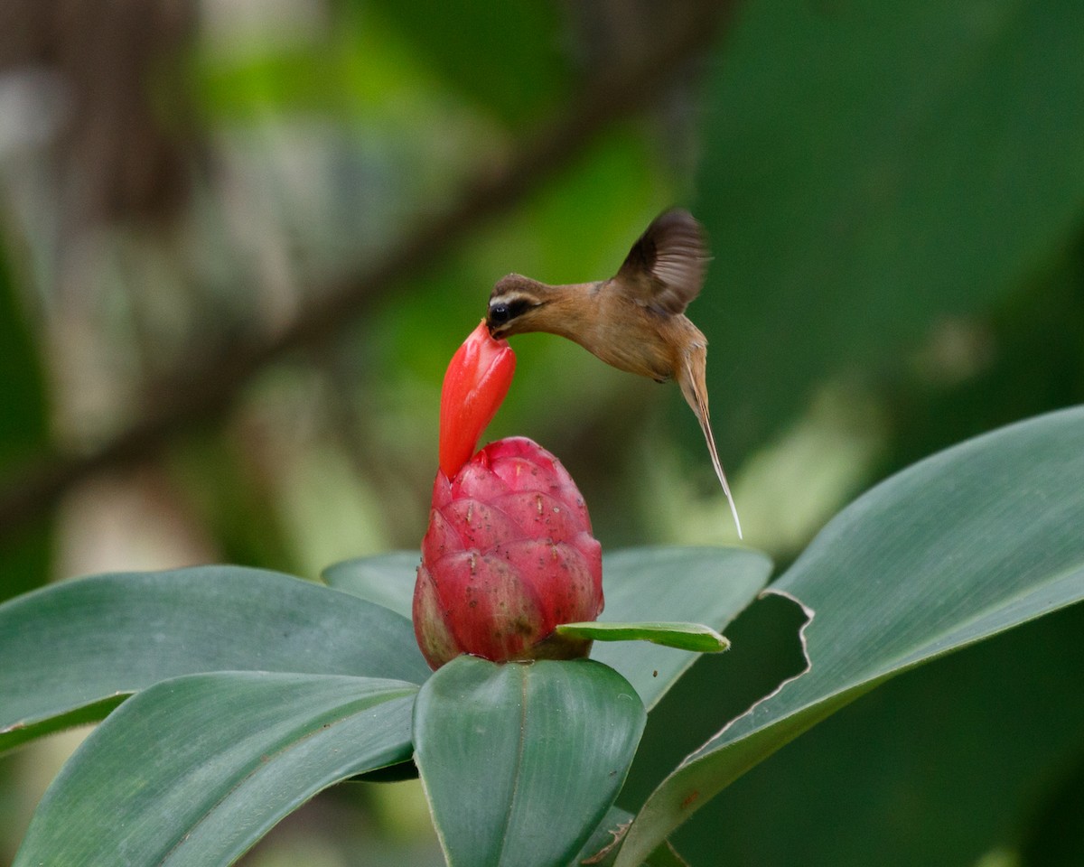 Рыжегорлый колибри-отшельник - ML409209981
