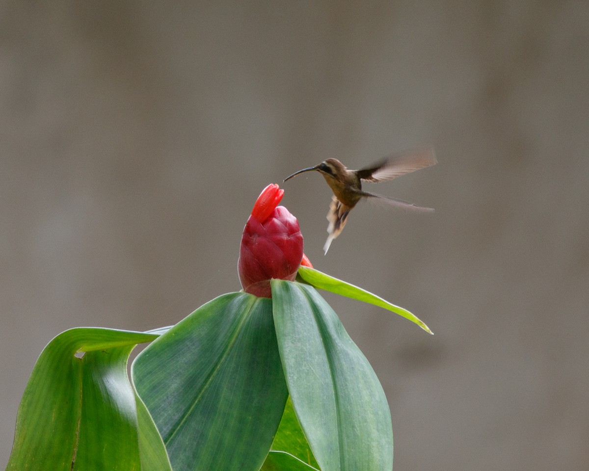 Рыжегорлый колибри-отшельник - ML409209991