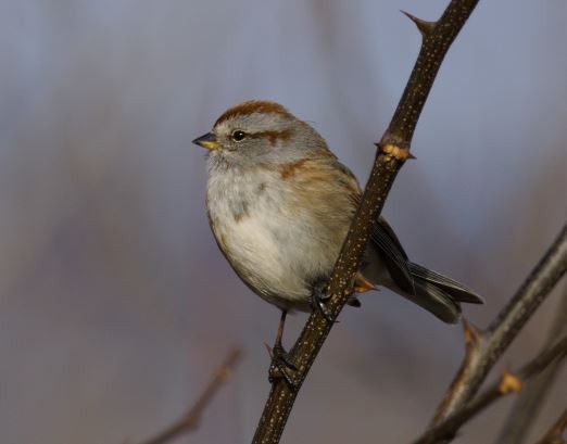 American Tree Sparrow - ML409210501