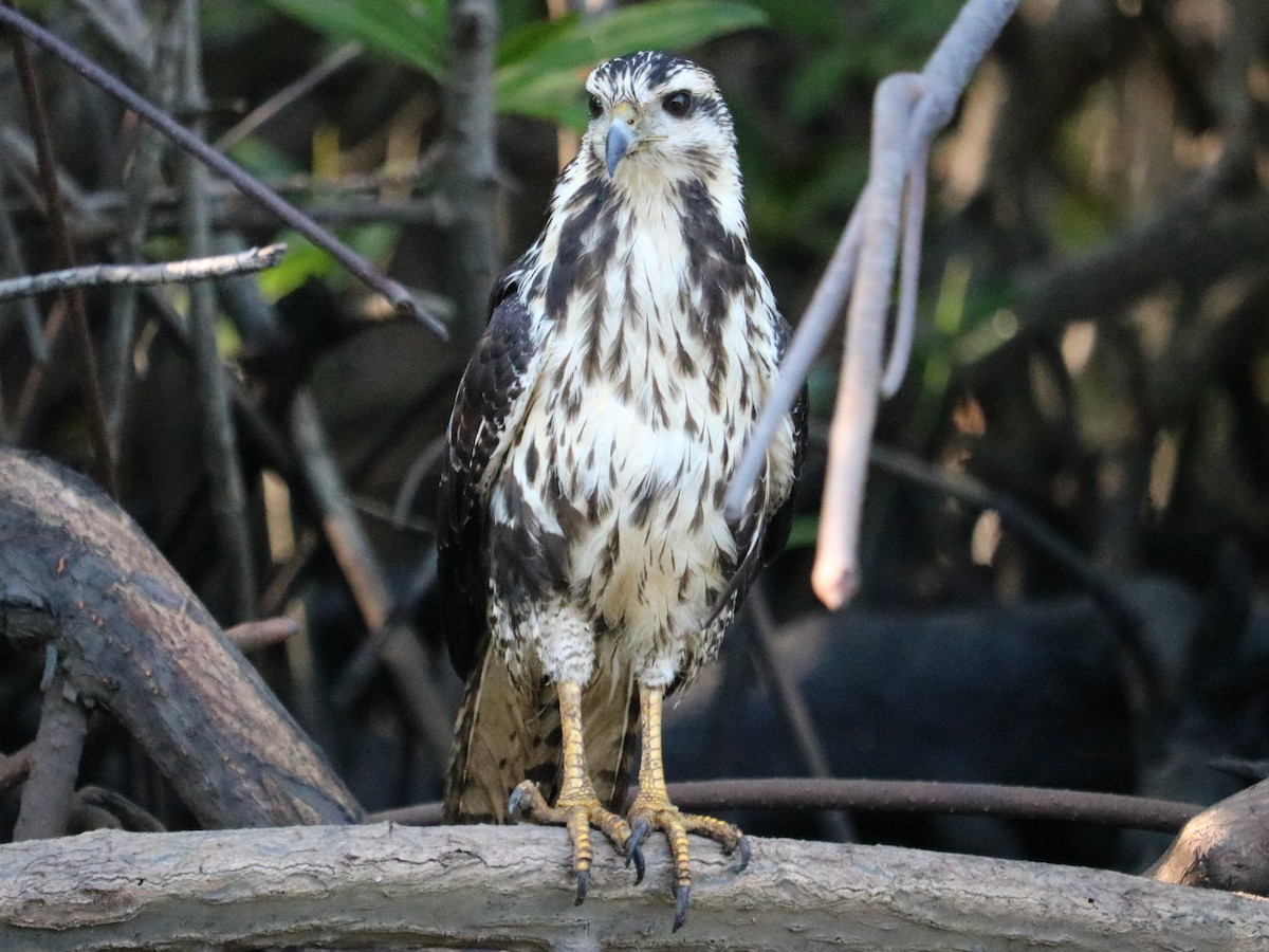 Common Black Hawk - ML409211241
