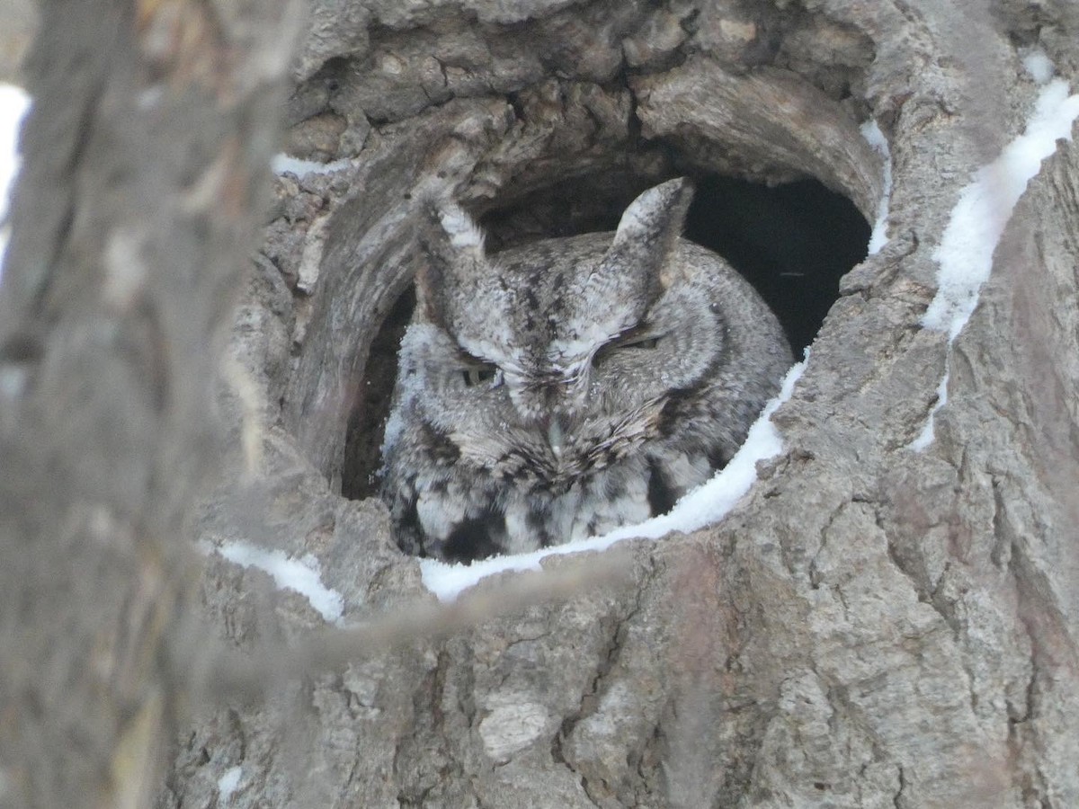 Eastern Screech-Owl - ML409211361